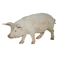 Pig Png Image PNG Image