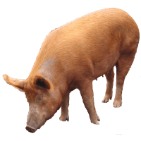 Pig Png Image PNG Image