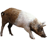 Pig PNG