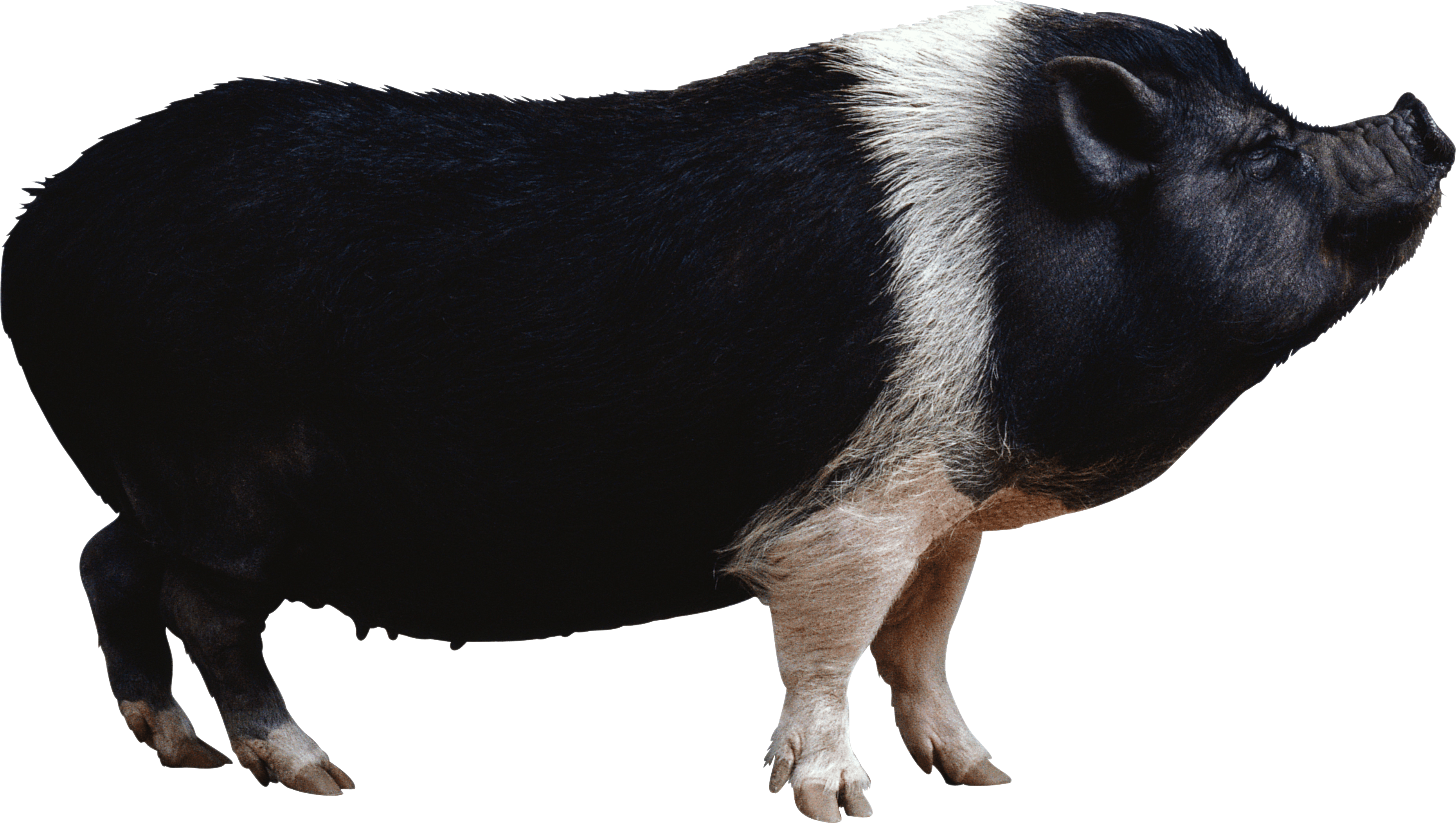 Black Pig Png Image PNG Image
