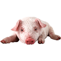 Pig Png Image PNG Image