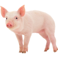 Pig Transparent PNG Image