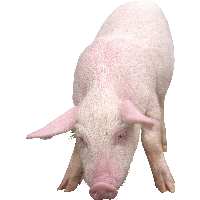 Pig Png Image PNG Image