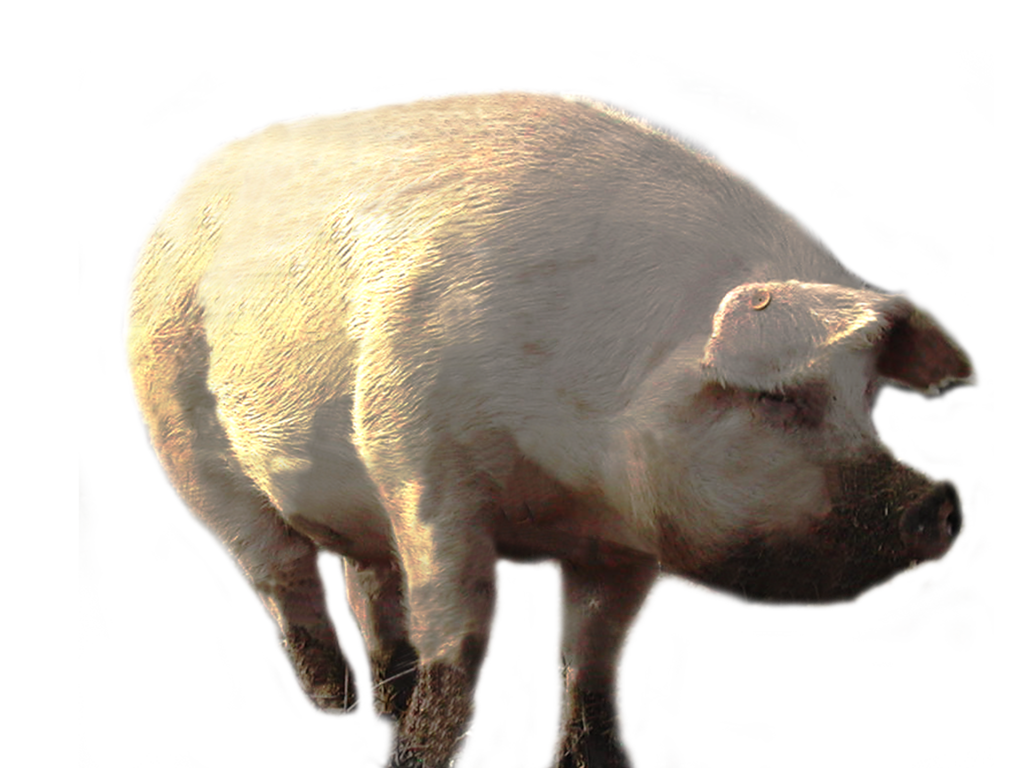 Pig Png PNG Image