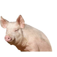 Pig Png Image PNG Image