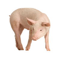 Pig Png Image PNG Image