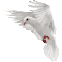 Pigeon Download Png Transparent PNG Image
