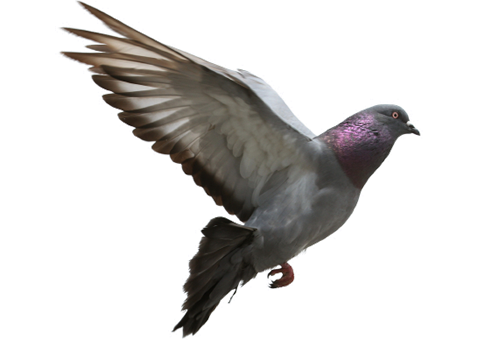 Pigeon Free Download Png PNG Image