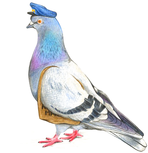 Columbidae Pigeon Photos Free Download PNG HQ PNG Image
