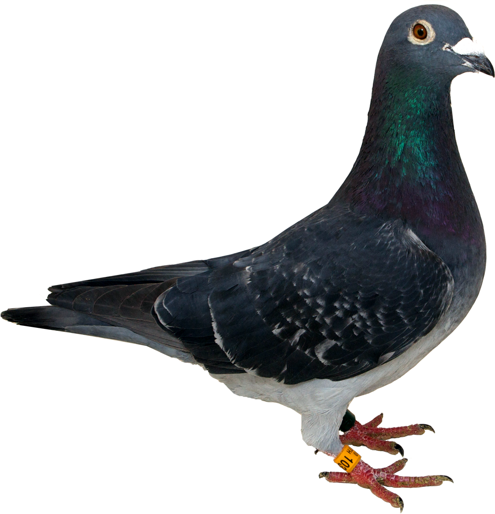 Columbidae Pic Pigeon HD Image Free PNG Image
