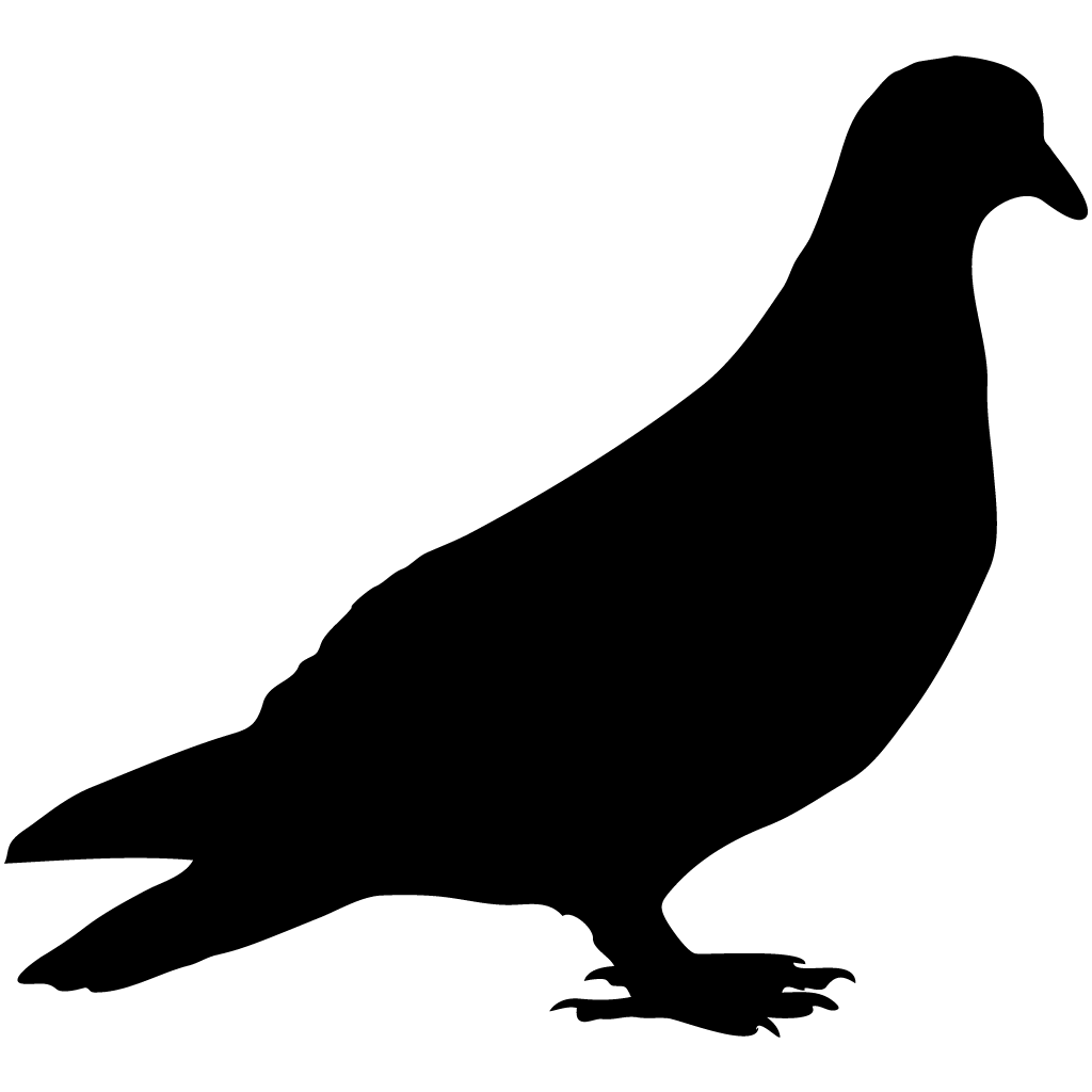 Columbidae Pigeon Picture HQ Image Free PNG Image