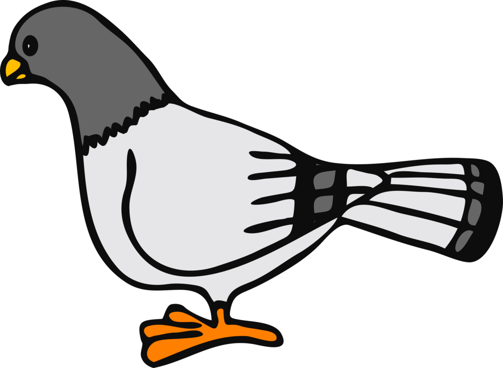 Columbidae Pigeon Free Download PNG HD PNG Image