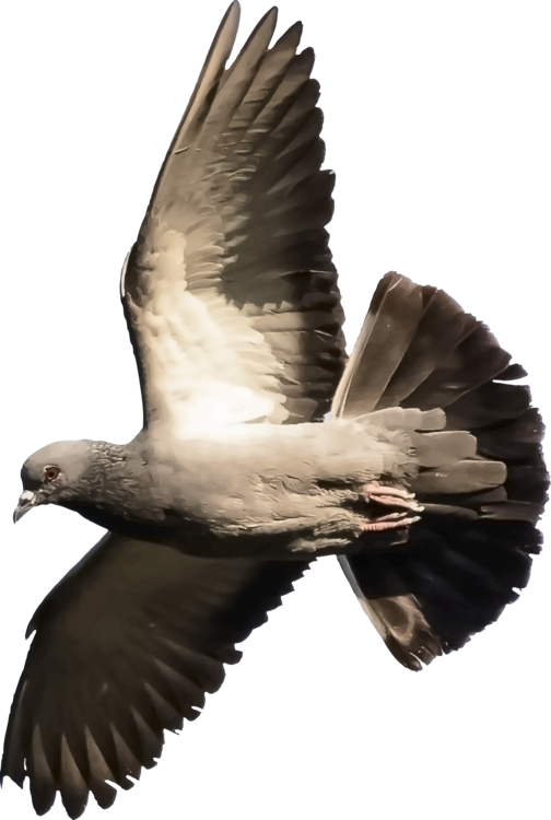 Columbidae Pigeon PNG Free Photo PNG Image