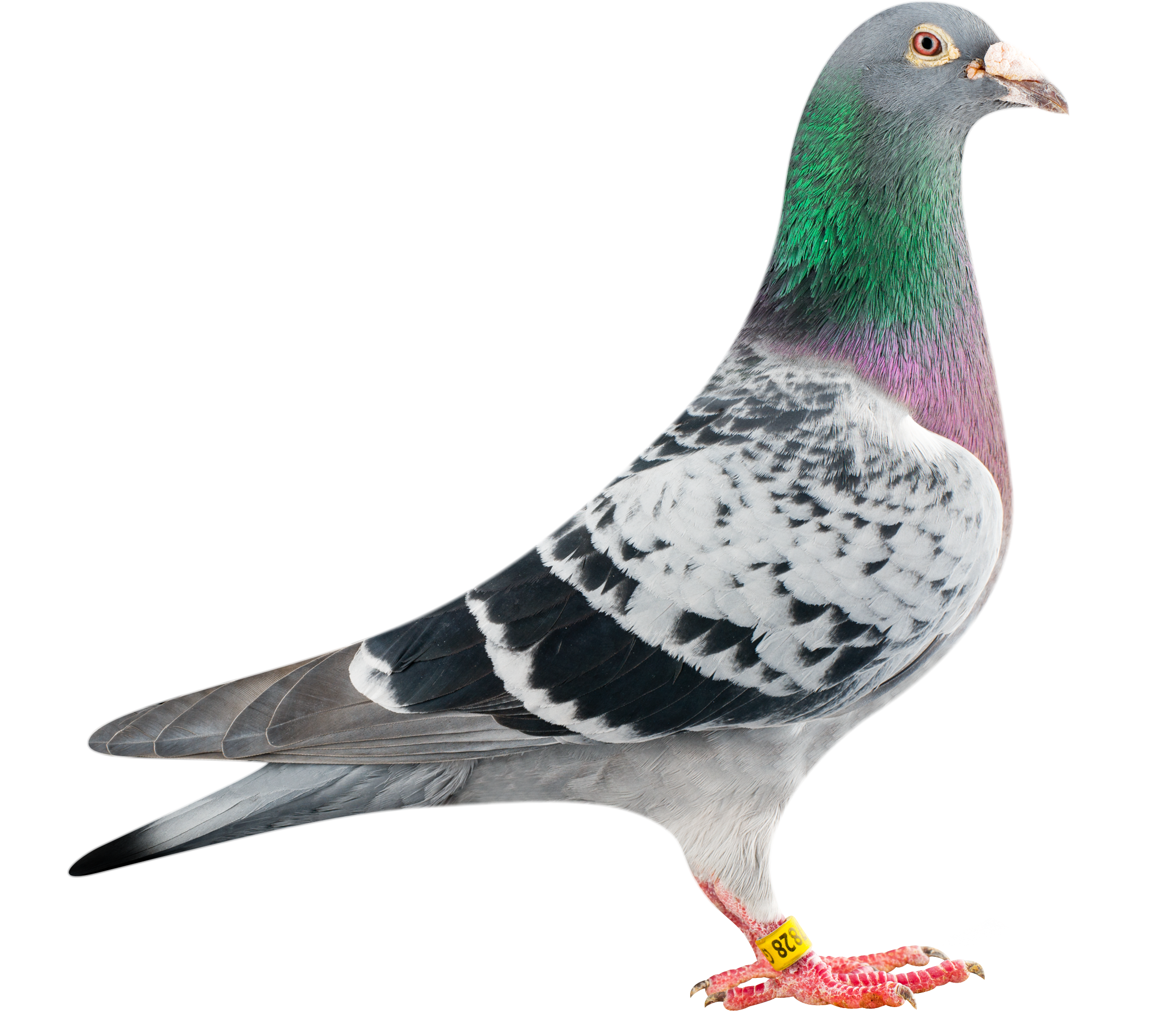 Columbidae Pigeon Domestic Free Transparent Image HQ PNG Image