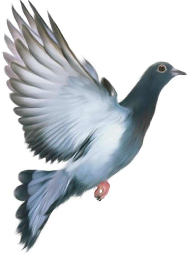 Columbidae Pigeon Domestic Download Free Image PNG Image