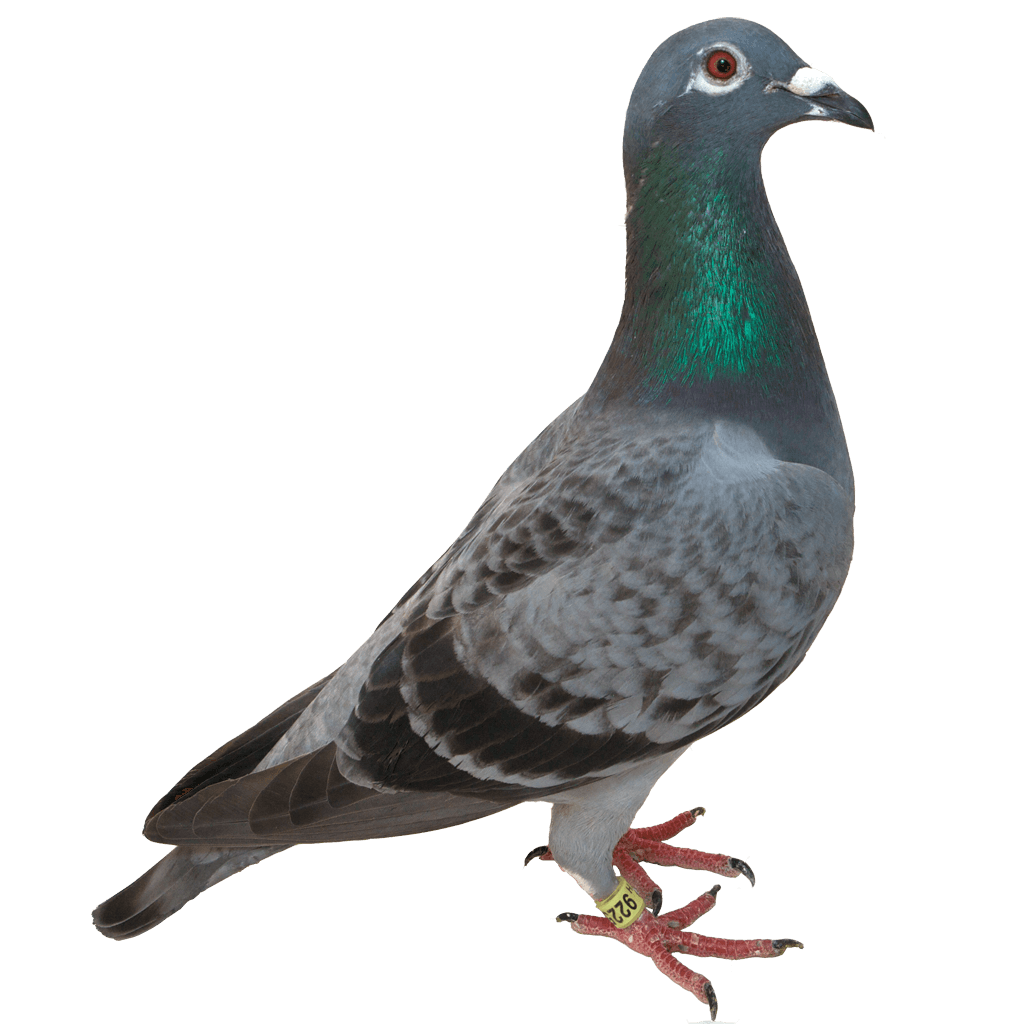 Columbidae Pigeon Domestic Photos Free Clipart HD PNG Image