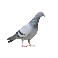 Columbidae Pigeon Domestic Free HD Image Transparent HQ PNG Download ...