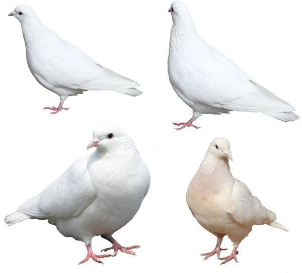 Download Columbidae White Pigeon Free Clipart Hq Hq Png Image Freepngimg