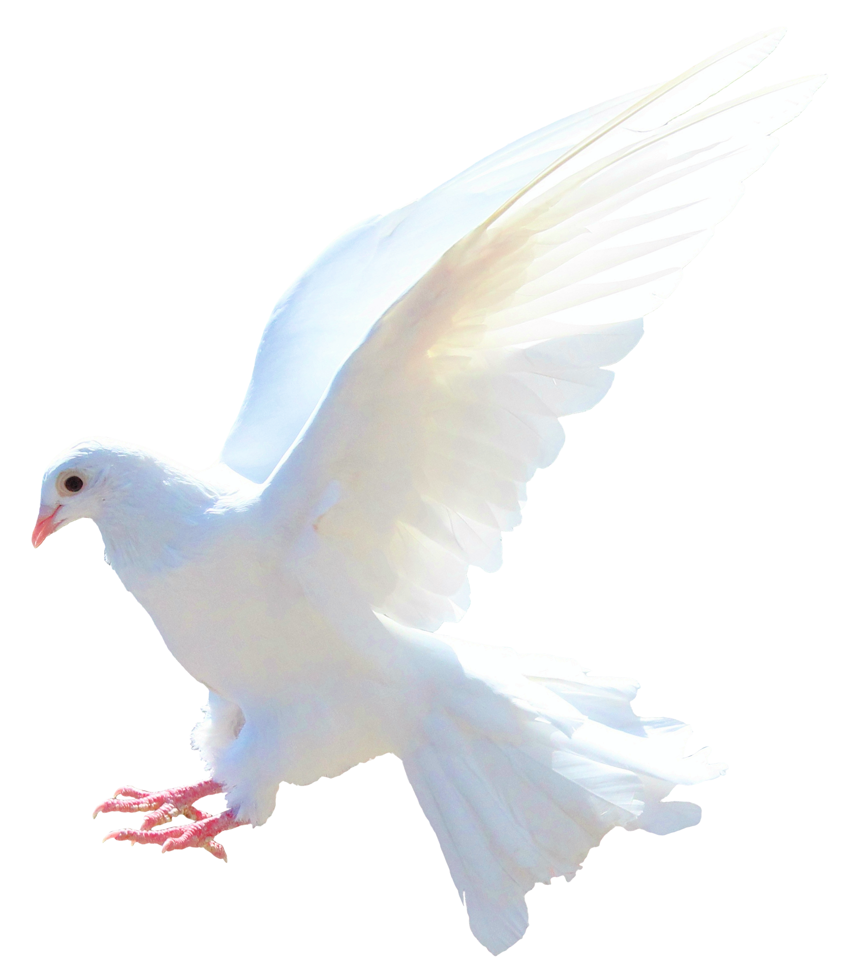 Columbidae White Pigeon HD Image Free PNG Image