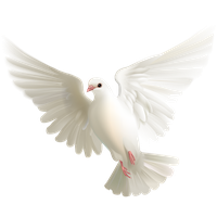 Flying Pigeon Peace Download HD PNG