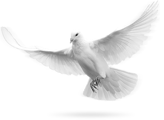 Flying Pigeon Peace Download Free Image PNG Image