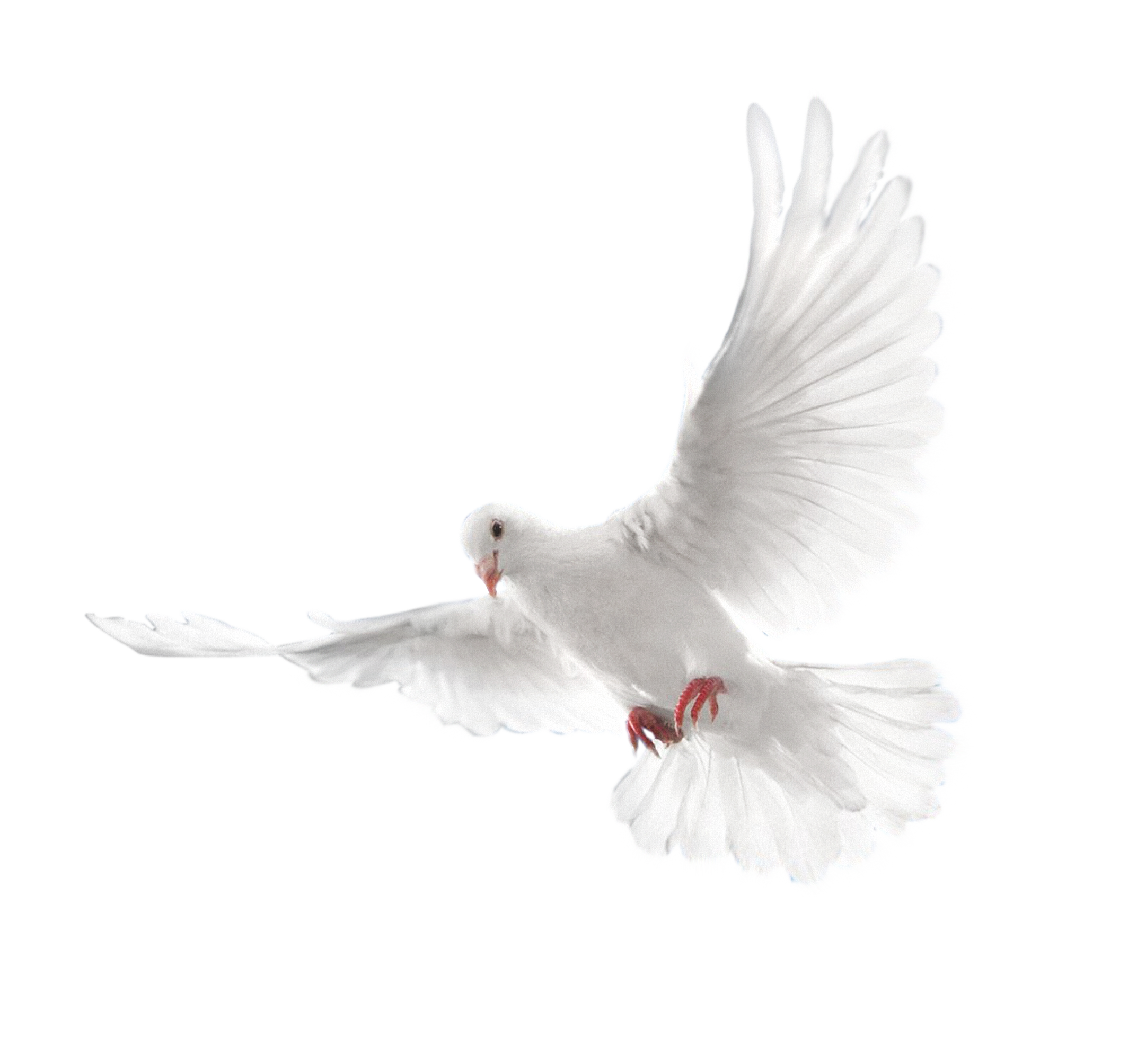 Flying Pigeon Peace Free Clipart HQ PNG Image