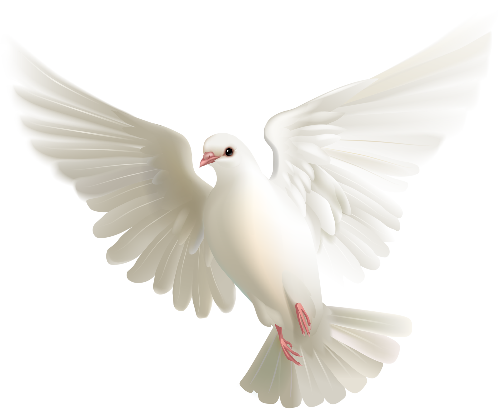Pic White Peace Pigeon Free HD Image PNG Image
