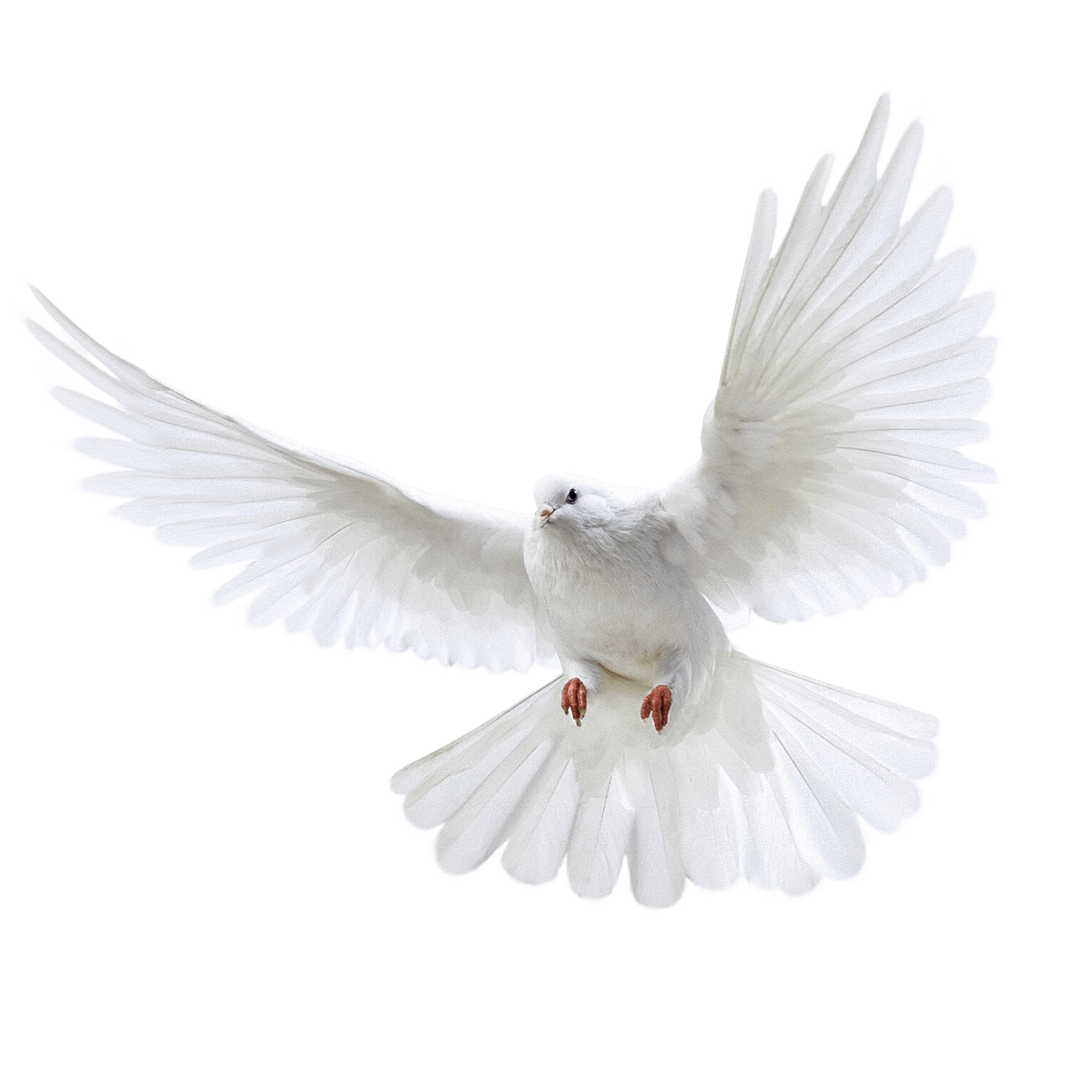 White Peace Pigeon Free Clipart HD PNG Image
