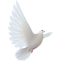 White Flying Pigeon PNG Free Photo Transparent HQ PNG Download | FreePNGImg