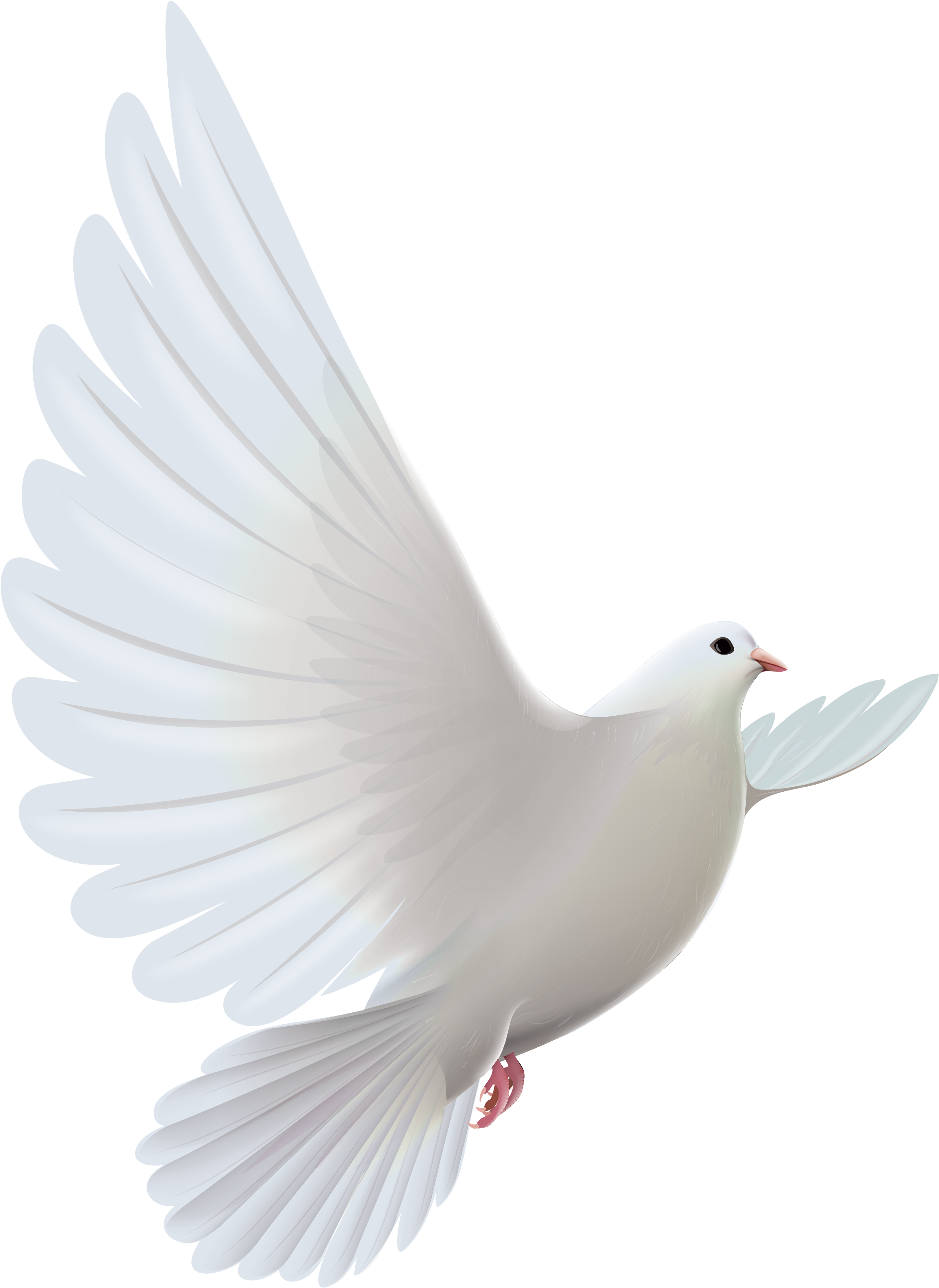 Pic White Flying Pigeon Free Photo PNG Image