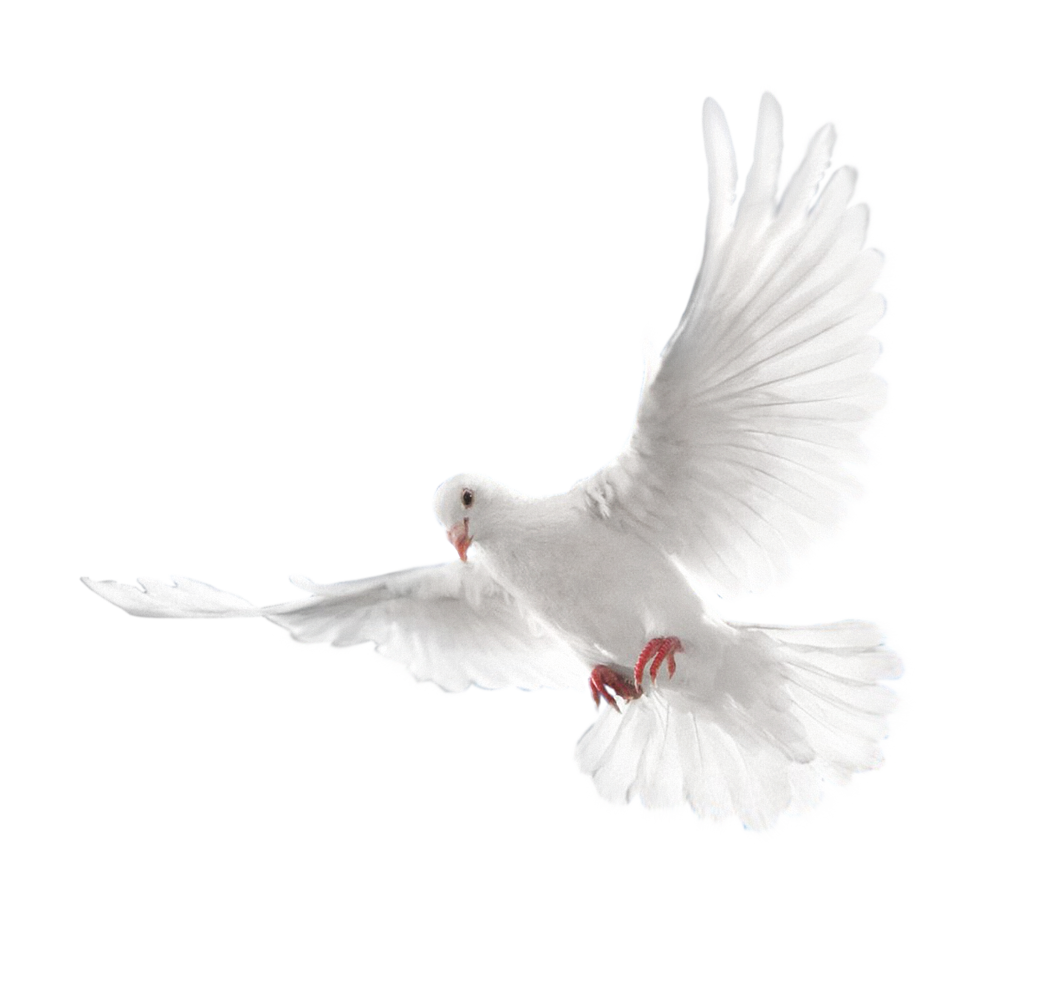 White Flying Pigeon Free Clipart HQ PNG Image