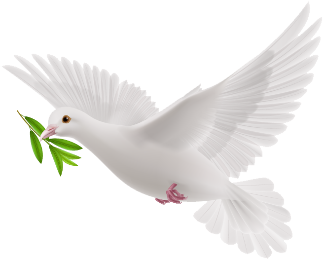White Flying Pigeon Free Download Image PNG Image