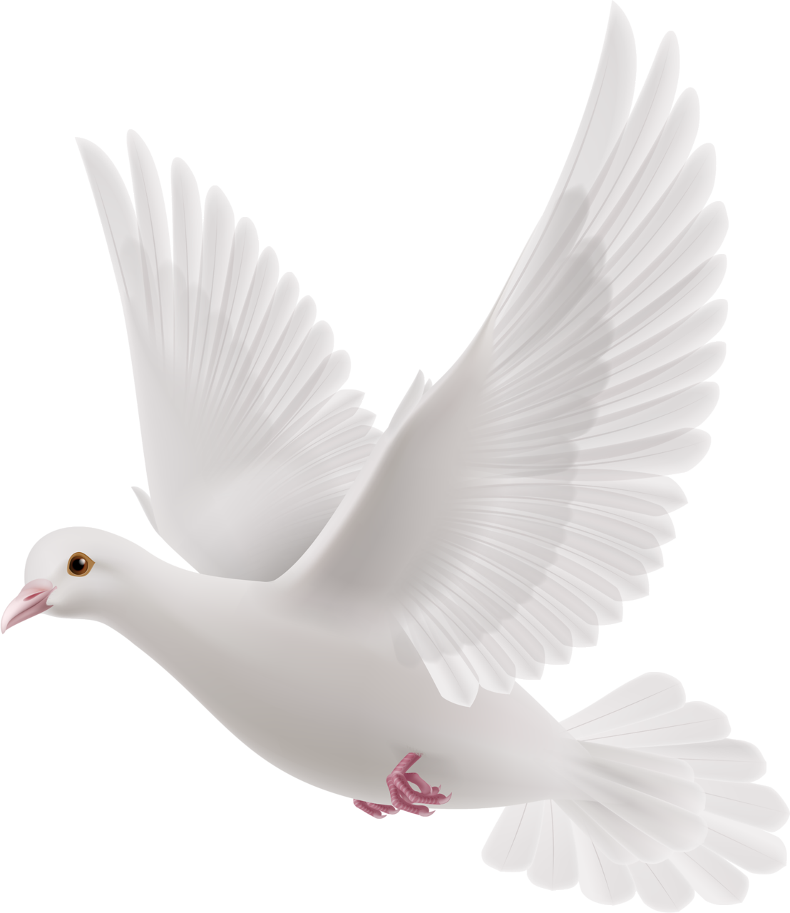 White Peace Pigeon HQ Image Free PNG Image