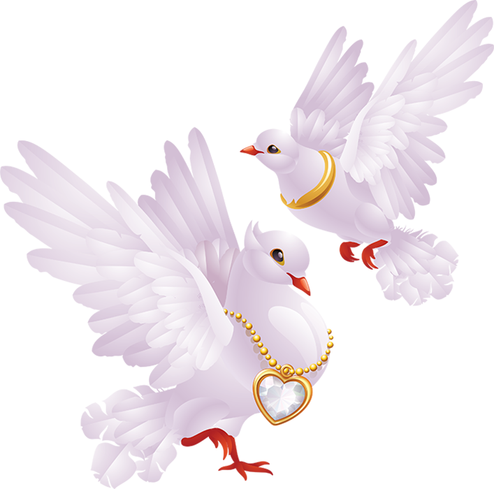 Photos White Peace Pigeon Free Transparent Image HD PNG Image