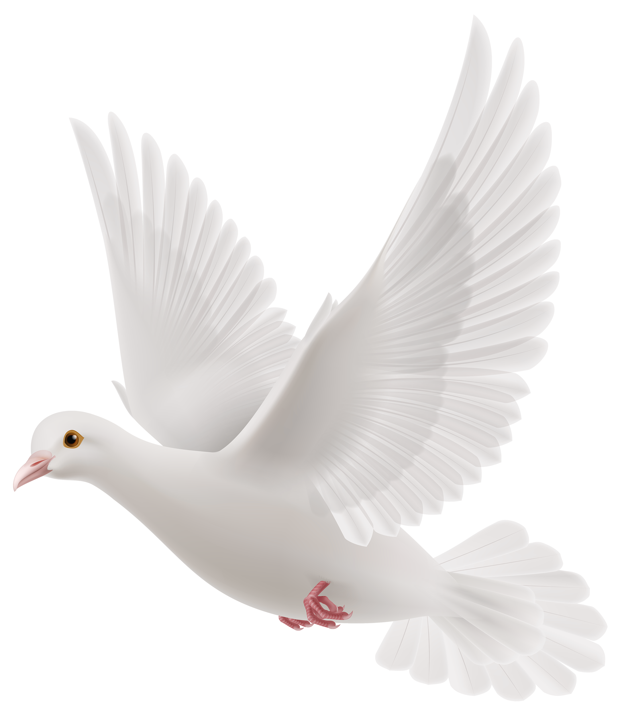 Dove White Pigeon Free Transparent Image HD PNG Image