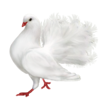 Dove White Pigeon Free Transparent Image HD Transparent HQ PNG Download ...