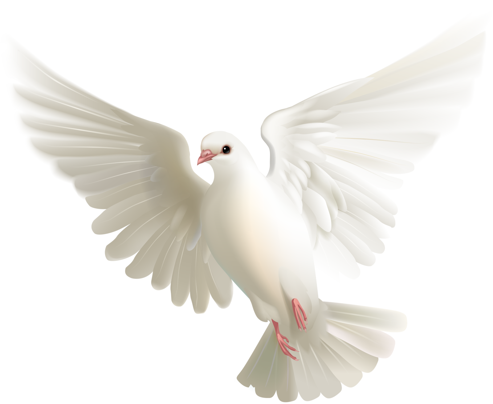 Dove White Pigeon Free Download PNG HD PNG Image