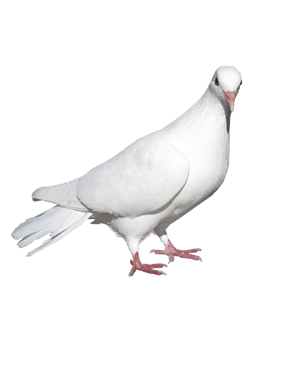 Dove White Pigeon Free Photo PNG Image