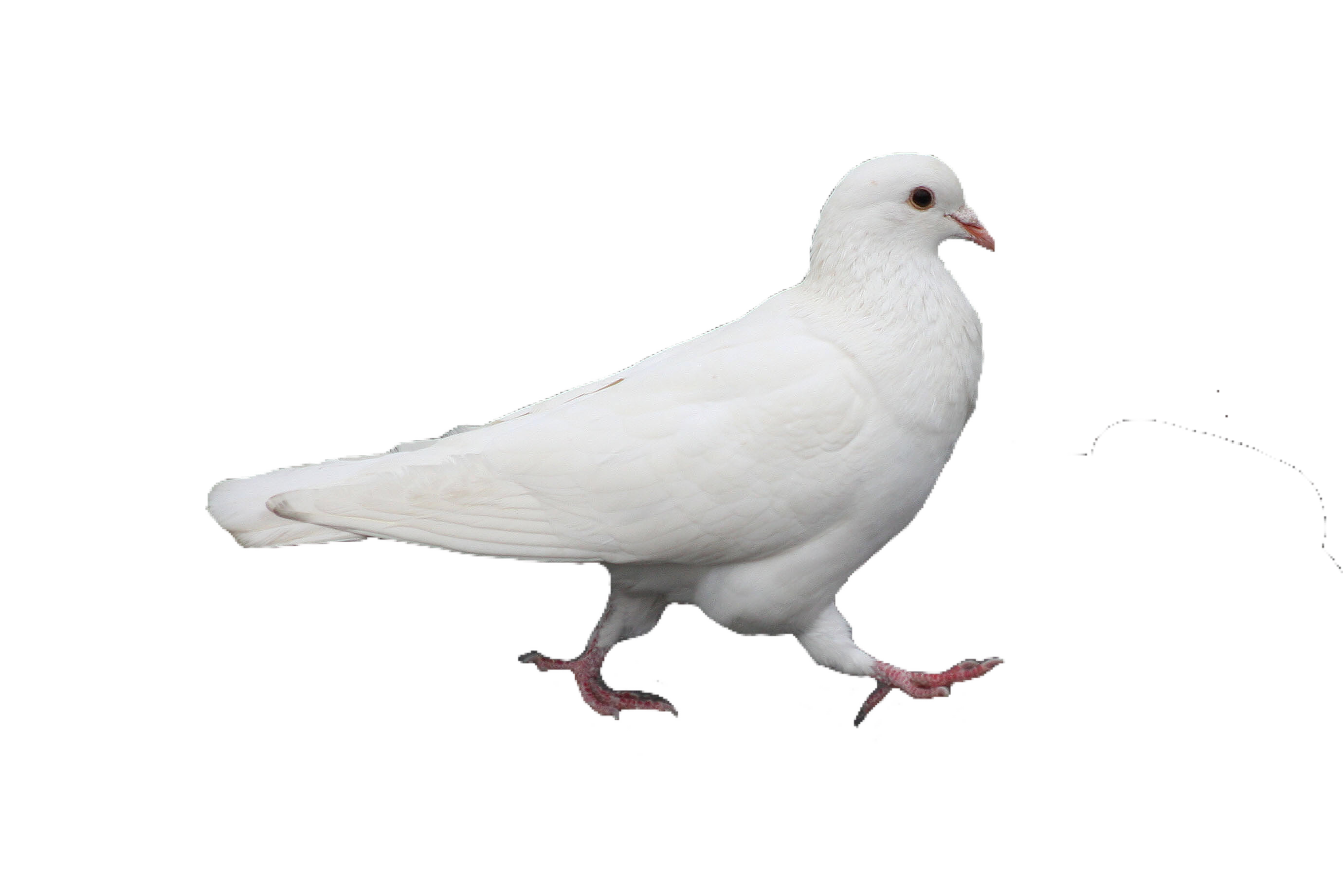 White Pigeon HD Image Free PNG Image