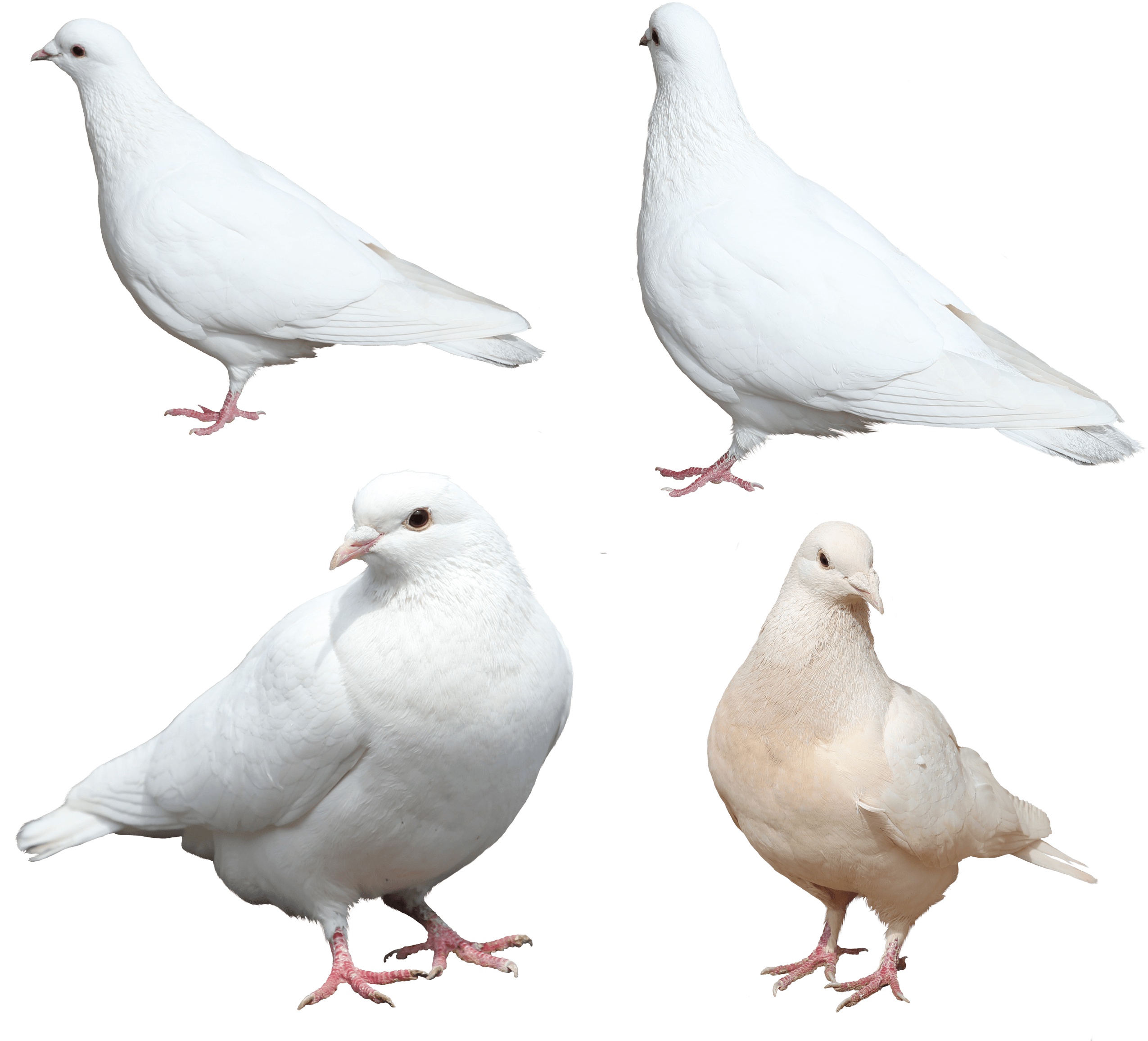 White Pigeon Download HQ PNG Image