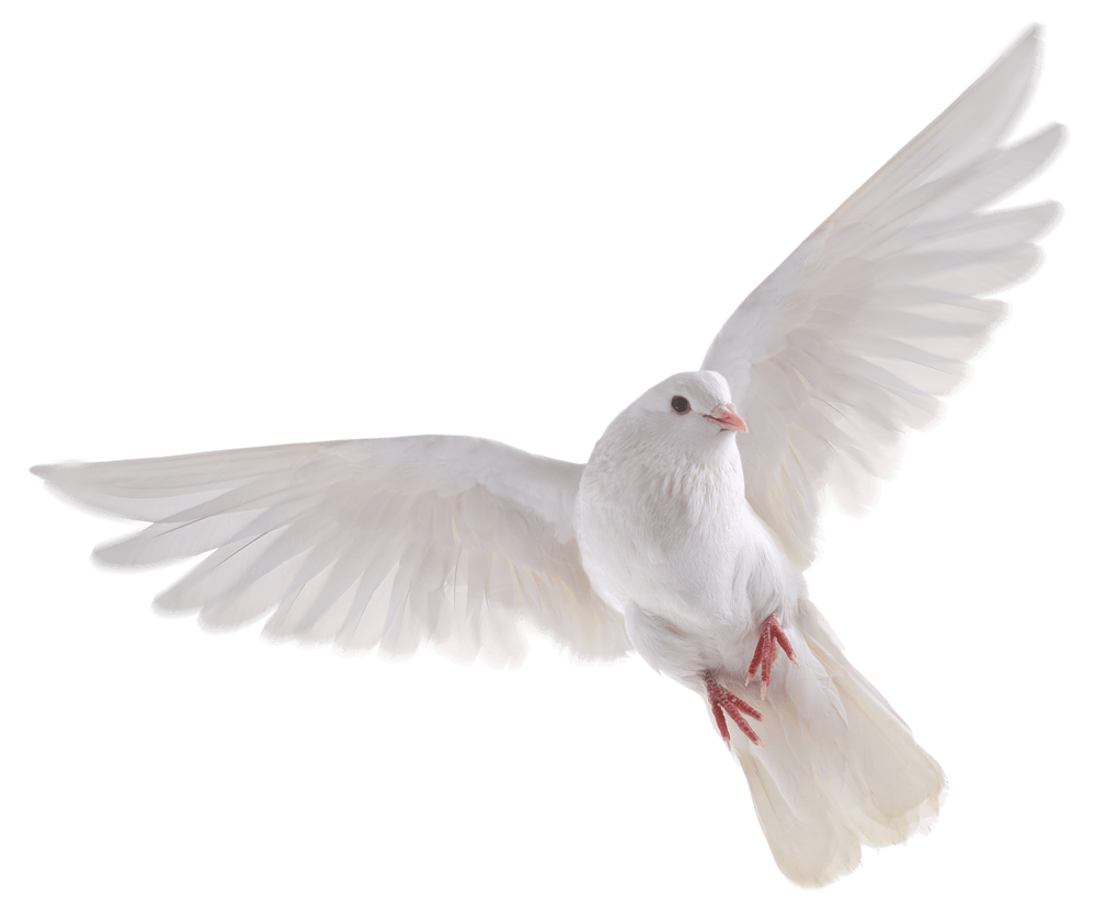 White Pigeon PNG File HD PNG Image