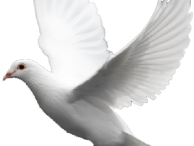 White Pigeon Free Download PNG HQ PNG Image