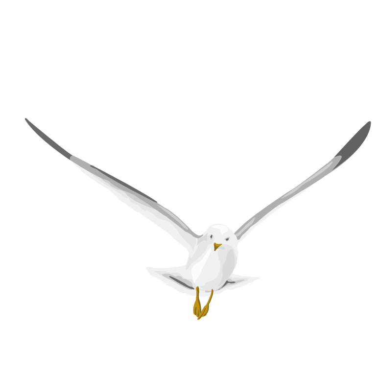Photos White Pigeon Free Download Image PNG Image