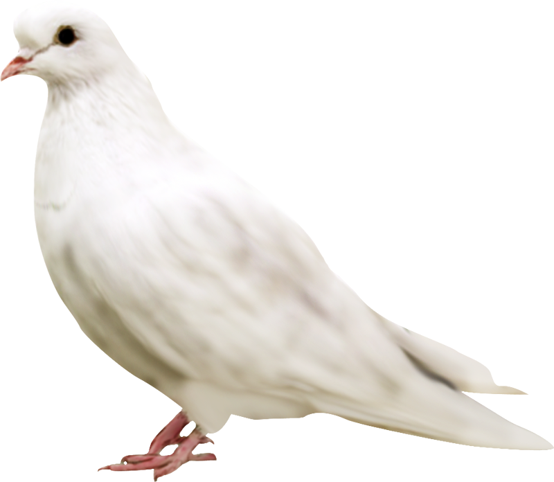 White Pigeon Free Photo PNG Image
