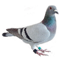 Download Pigeon Free PNG photo images and clipart | FreePNGImg