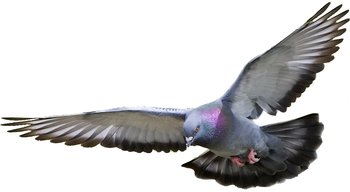 Compartir 92+ imagen pigeon transparent background - Thcshoanghoatham ...