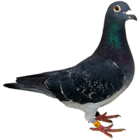 Download Pigeon Free Png Photo Images And Clipart 