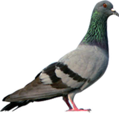 Pigeon Png Hd PNG Image