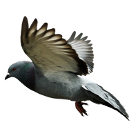 Download Pigeon Free PNG photo images and clipart | FreePNGImg