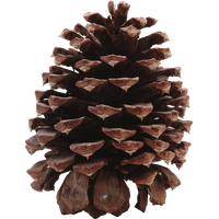 Pine cone PNG